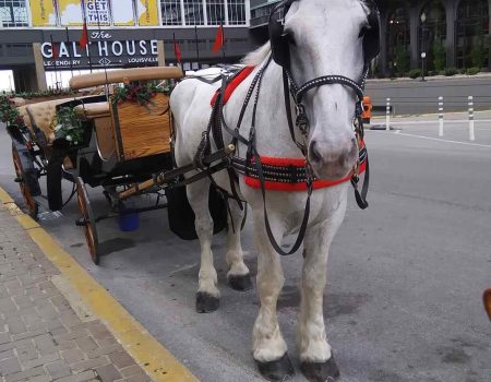 Louisville Horse Carriage