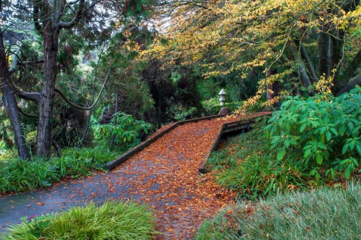 San Francisco Botanical Gardens