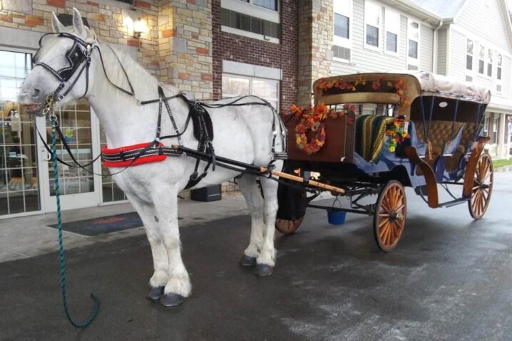 Louisville Horse Carriage